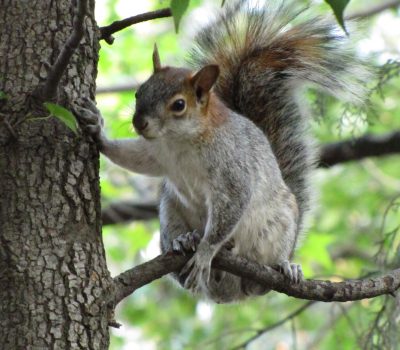 Ardilla_gris_mexicana