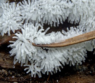 Ceratiomyxa fruticulosa