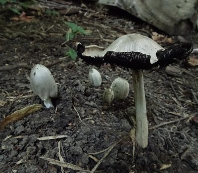 Coprinopsis_atramentaria,