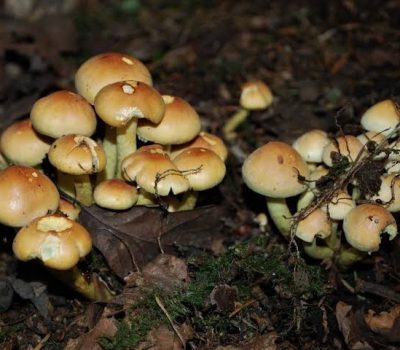 Hypholoma