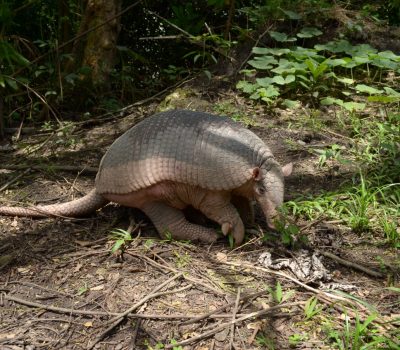 conservacion_armadillo