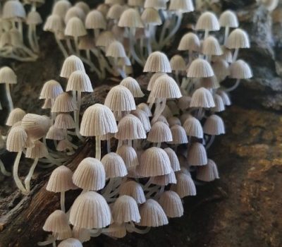 diseminatus