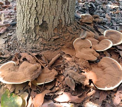 Fruiting body of the polypore Ganoderma applanatum on an avocado trunk. The fungus causes the Basal Stem Rot disease on the roots and lower trunk of avocado