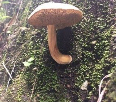 t. boletus